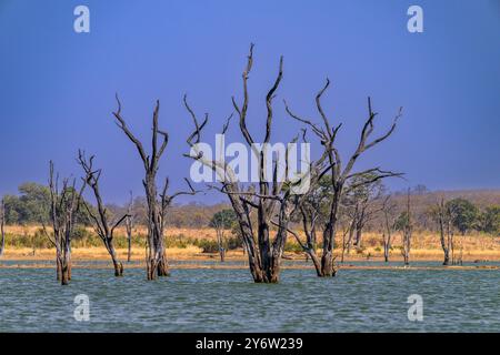 Dead trees protruding from the water of Mandavu Dam in Hwange National Park Stock Photo