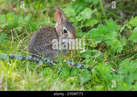 A Western or Californian Brush Rabbit (Sylvilagus bachmani) is a species of Cottontail Rabbit found in western coastal regions of North America. Stock Photo