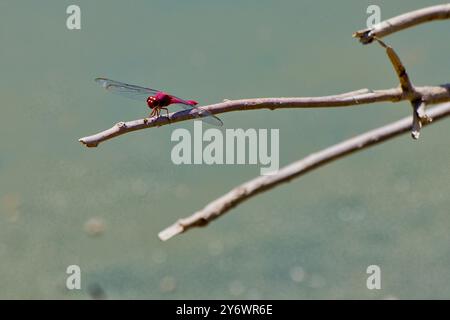 A red dragonfly is perched on a branch. The image has a serene and peaceful mood, as the dragonfly is calmly resting on the branch Stock Photo