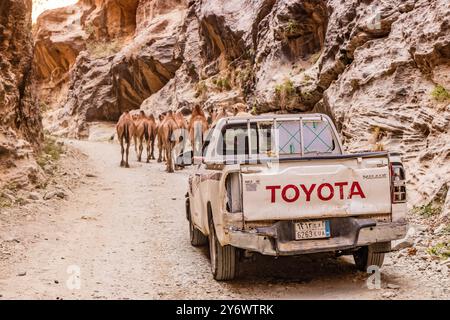 WADI LAJAB, SAUDI ARABIA - NOVEMBER 25, 2021: Pick up truck and camels in Wadi Lajab canyon, Saudi Arabia Stock Photo