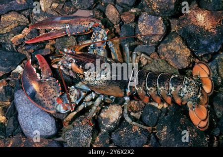 Northern Lobster (Homarus americanus) aka: Maine Lobster, American Lobster, Maine, USA Stock Photo