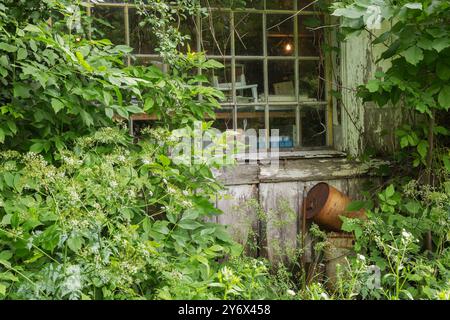 Antique objects and curios seen on shelves through glass pane window on old white painted wood plank barn covered with climbing green Vines. Stock Photo