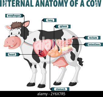 Labeled diagram of cow's internal organs Stock Vector