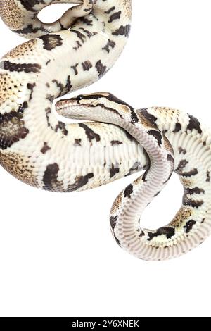 Royal Python White The royal python isolated on white background Stock Photo - Alamy