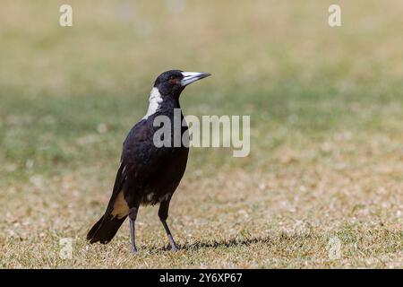 Australian Magpie Stock Photo