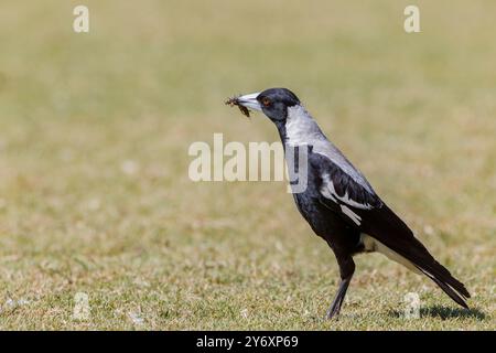Magpie Insects Australian Magpie searching for insects in the grass Stock Photo - Alamy