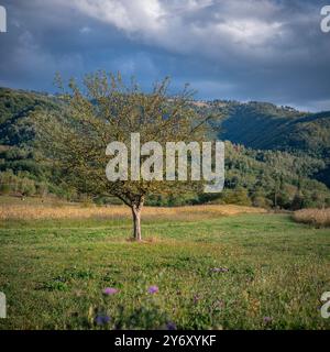 A lone apple tree, during the fall, with a few remaining apples stands tall against a backdrop of rolling hills. Stock Photo