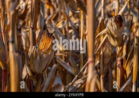 A close-up of a cornfield in autumn. Golden-brown cornstalks stand tall and dry, their husks partially open, revealing the ripe yellow kernels within. Stock Photo