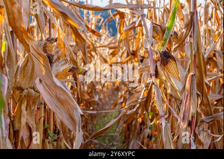 A close-up of a cornfield in autumn. Golden-brown cornstalks stand tall and dry, their husks partially open, revealing the ripe yellow kernels within. Stock Photo
