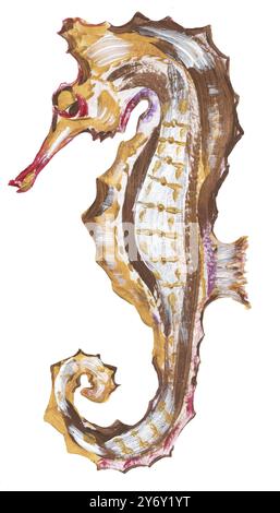 Graphic acrylic hand drawn sea shells, sea star and corals illustration ...