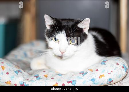 A domestic shorthaired black and white Cat, a member of the Felidae family, is peacefully sleeping on a soft white blanket, showcasing its whiskers, s Stock Photo