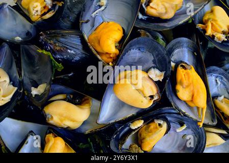 Close-up of cooked mussels: open shells with clam meat after cooking. Fresh mussels from the Adriatic Sea - seafood in Montenegro. Stock Photo