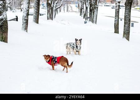 Two dogs happily wearing colorful sweaters are ambling through the soft white snow, enjoying the chilly winter day together outside Stock Photo