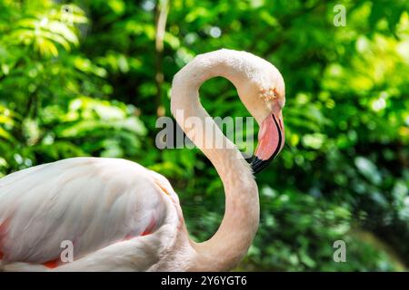 Detail of the head and neck of a greater flamingo, Phoenicopterus roseus, against a bright foliage background. Stock Photo