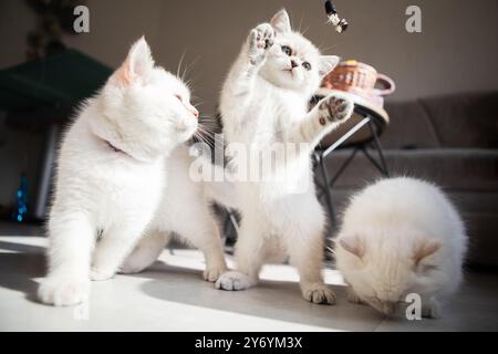 british shorthair baby cats while playing Stock Photo