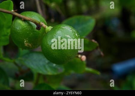 Fresh lime on tree branch Stock Photo