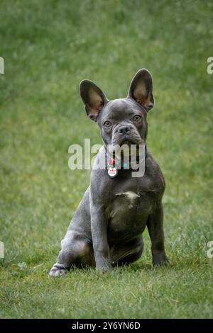 A young male French bulldog sits on the green grass Stock Photo