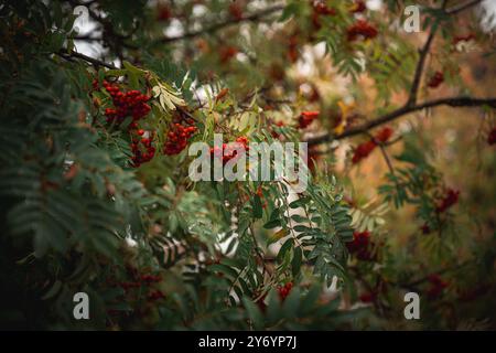 bunches of rowan berries on rowan tree Stock Photo