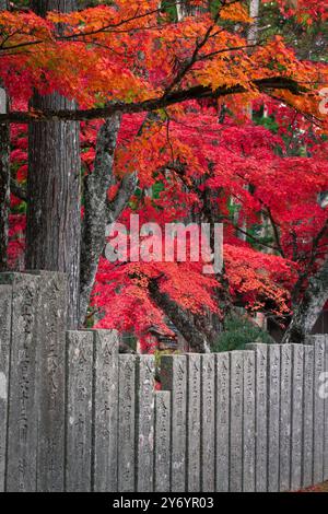 Deep reds on a wall in gardens in Koya Stock Photo