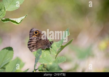 A brown butterfly with an eye spot on its wing rests on a green leaf Stock Photo