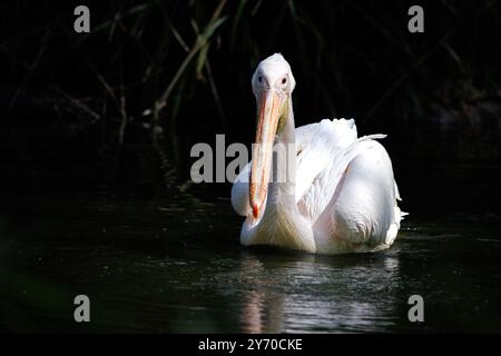 A Great White Pelican, also know as the Eastern White or rosy pelican, Pelecanus onocrotalus, on a lake, with dark foliage background. A species endem Stock Photo