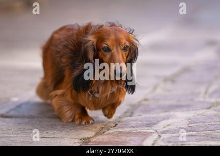 Portrait of long-haired dachshund of red color on a walk in the city stone jungle, Venice. Red Long-haired Dachshund dog portrait. Stock Photo