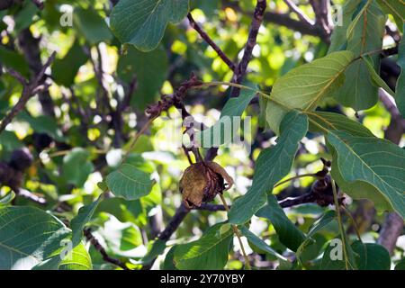 Walnut on the tree branch; the walnut is the large wrinkled edible seed of a walnut tree, consisting of two halves of a hard shell. Stock Photo