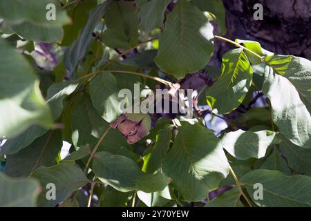 Walnut on the tree branch; the walnut is the large wrinkled edible seed of a walnut tree, consisting of two halves of a hard shell. Stock Photo