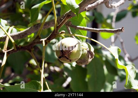 Walnut on the tree branch; the walnut is the large wrinkled edible seed of a walnut tree, consisting of two halves of a hard shell. Stock Photo