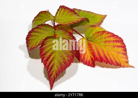 Autumn raspberry leaves on a branch isolated on white Stock Photo