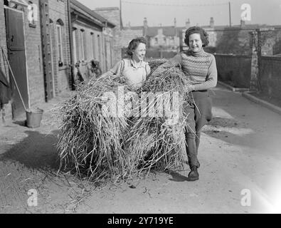 FAIR STABLE '' LADS ''   Two girls with a great love of horses are curly - haired ROASLIND  RENNIE - TAILYOUR and her 18 - year - old friend '' MICKEY '' O ' CALLAHAN - both stable '' lads '' at Mr . G. Archibald's Newmarket stables . Any morning , wet or fine , the girls can be seen dodging in and out of the stalls with pitch - forks laden with straw , or with saddles as they prepare their charges for early - morning exercise . Each has two horses under their care : Rosalind has three- year - old '' KANTZ '' and a two - year - old gelding , and '' Micky '' two three - year - olds , '' Buckler Stock Photo