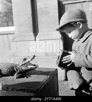 SNAPPER SNAPPED     '' BE SHARP MICHAEL OR THE GAPING APERTURE MAY FOCUS ON THE CAMERA ITSELF '' --- '' SAM '', the baby crocodile at the Bristol Zoo shows his teeth to 3 - year - old photographer MICHAEL BROOKS of Bristol .    18 February 1949 Stock Photo