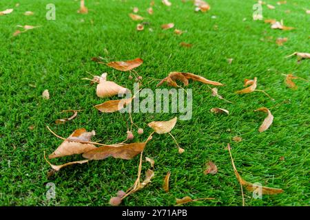 Dried Leaves on Artificial Grass Lawn Stock Photo