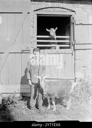 Goats at Ashbee's Dairy Farmc. 1940 Stock Photo