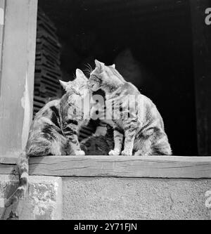 Farm catsc. 1940 Stock Photo