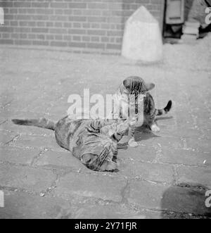 Farm catsc. 1940 Stock Photo