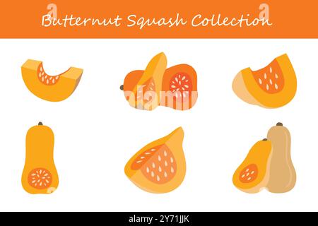 butternut squash collection in different poses. Vector illustration. Stock Vector