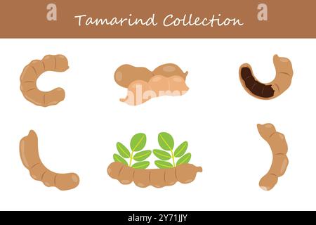 tamarind collection in different poses. Vector illustration. Stock Vector