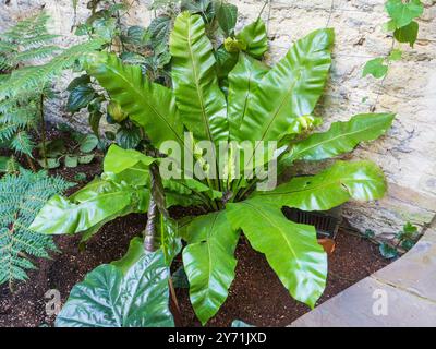 Broad, glossy fronds of the tender, epiphytic evergreen bird's nest fern, Asplenium nidus Stock Photo