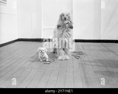 LITTLE AND BIG FOR USA    Although the four-months old pekingese puppy PICHGEL , is rather dwafed by his companion KOHSSTAN SHAHUDIN an Afghan Hound...  nethertheless , he's still a paying passenger aboard the Cunard White Star Liner QUEEN ELIZABETH  as it leaves Southampton for New York today    Let's hope they didn't prove too much of a problem for the cooks in the liner's kitchen !     9 June 1948    June 9 1948 Stock Photo