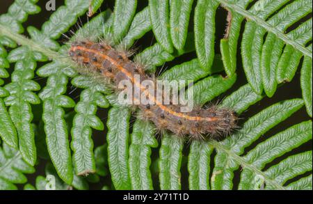 Caterpillar of Ruby Tiger Moth (Phragmatobia fuliginosa), Erebidae. Sussex, UK Stock Photo
