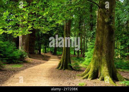 New Forest Hampshire - The Tall trees trail Blackwater Arboretum Rhinefield Ornamental Drive in New Forest National Park England UK GB Europe Stock Photo