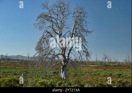 Tasmanian Miena Cider Gum Eucalyptus gunnii subsp. divaricata Central Highlands, Tasmania, Australia Endangered species Dead trees due to drought from Stock Photo