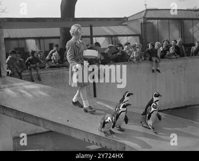 Cold Sholder.   Even the offer of fish couldn't make film fans of the Cape penguins at the London Zoo this morning (Tuesday) when they were visited by the French boy film star Bobby Henrey, from Paris. He is eight years old and has been starring in the new British film, 'Lost Illusion', with Ralph Richardson and Michele Morgan at Shepperton Studios.     23rd March 1948. Stock Photo