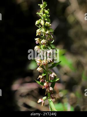 Broad-Leaved Helleborine, Epipactis helleborine, Orchidaceae. Buckinghamshire. British wild orchid. Stock Photo