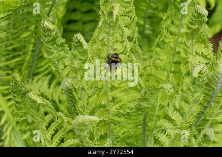 Bumble bee resting on a Fern plant Stock Photo