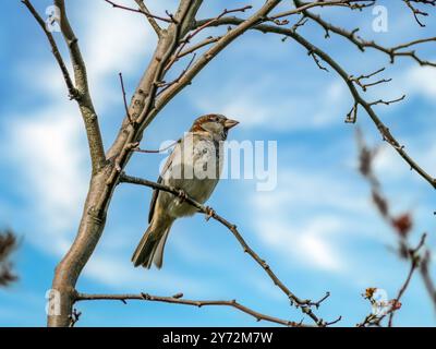 Female house sparrow sitting on a tree branch Stock Photo