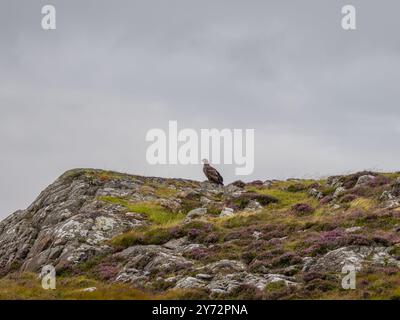 A white-tailed eagle, Haliaeetus albicilla, also as white-tailed sea-eagle Stock Photo