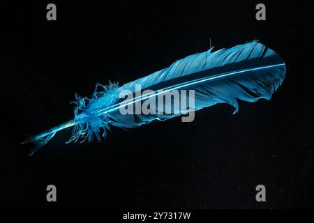 A blue feather is shown in a black background. The feather is very thin and has a blue hue Stock Photo