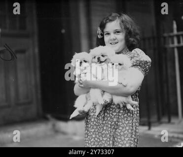 The London And Provincial Pekingese Clubs Championship Show was held at the holy Trinity Church Hall, London. Picture shows a young visitor to the show has an attractive armfull in the two-month old litter of white Pekes, shown by Mrs Aileen Adams, of Richmond.  24 May 1946 Stock Photo